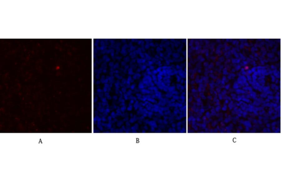 Immunofluorescence - Anti-eNOS Antibody (B1146) - Antibodies.com