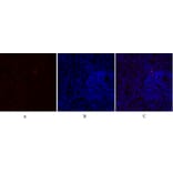 Immunofluorescence - Anti-eNOS Antibody (B1146) - Antibodies.com