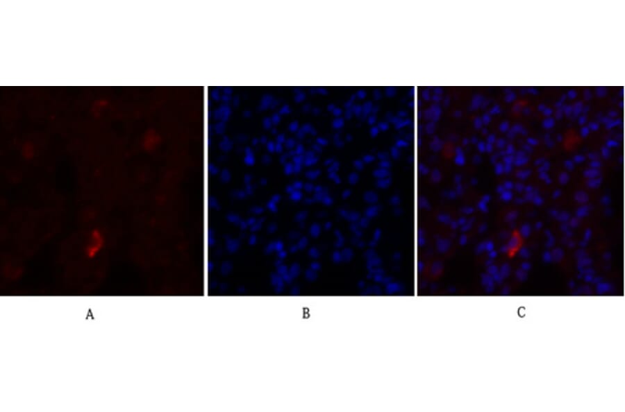 Immunofluorescence - Anti-eNOS Antibody (B1146) - Antibodies.com
