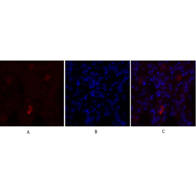 Immunofluorescence - Anti-eNOS Antibody (B1146) - Antibodies.com