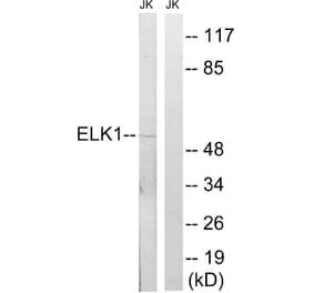 Western Blot - Anti-Elk1 Antibody (B7068) - Antibodies.com