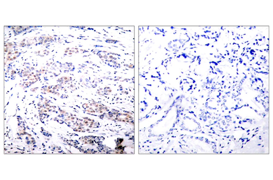 Immunohistochemistry - Anti-Elk1 Antibody (B7068) - Antibodies.com