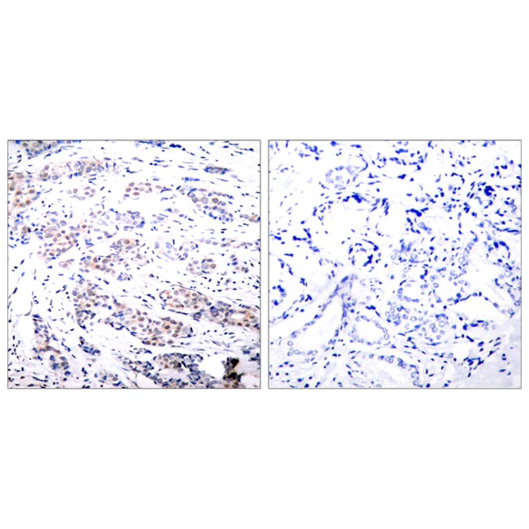 Immunohistochemistry - Anti-Elk1 Antibody (B7068) - Antibodies.com