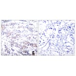 Immunohistochemistry - Anti-Elk1 Antibody (B7068) - Antibodies.com