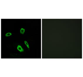 Immunofluorescence - Anti-EDG7 Antibody (G088) - Antibodies.com