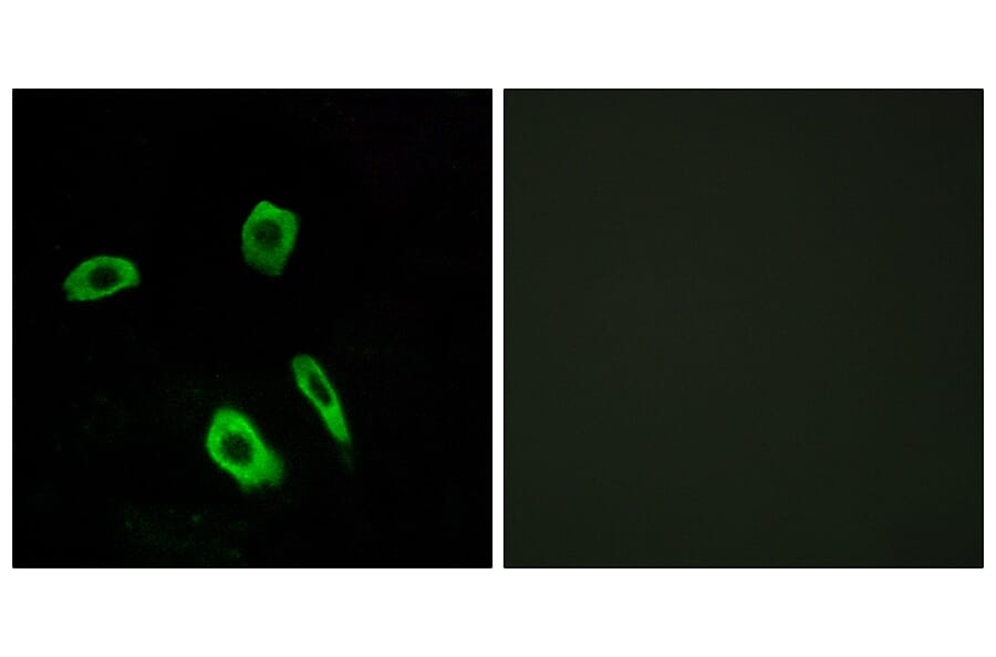 Immunofluorescence - Anti-EDG7 Antibody (G088) - Antibodies.com