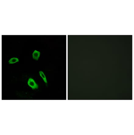 Immunofluorescence - Anti-EDG7 Antibody (G088) - Antibodies.com