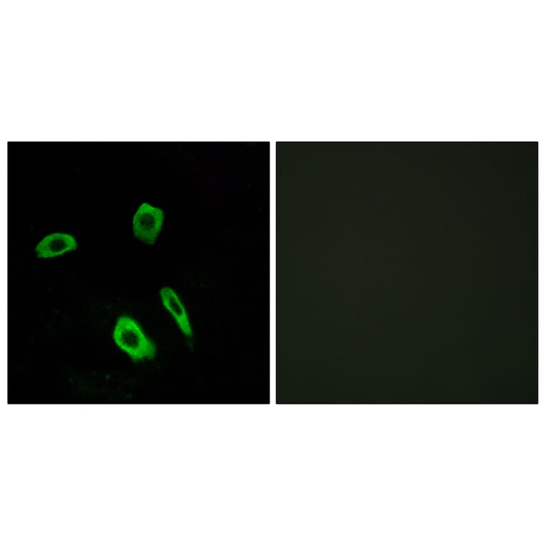 Immunofluorescence - Anti-EDG7 Antibody (G088) - Antibodies.com