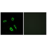 Immunofluorescence - Anti-EDG7 Antibody (G088) - Antibodies.com