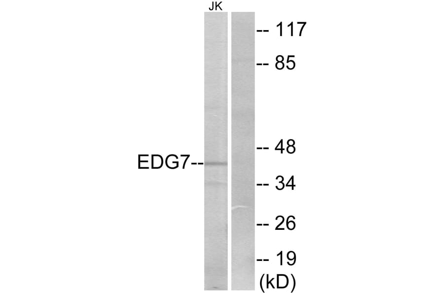 Western Blot - Anti-EDG7 Antibody (G088) - Antibodies.com