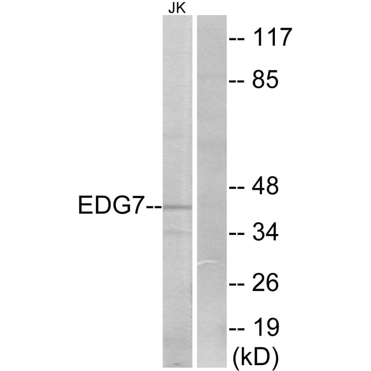 Western Blot - Anti-EDG7 Antibody (G088) - Antibodies.com