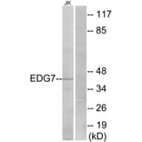 Western Blot - Anti-EDG7 Antibody (G088) - Antibodies.com