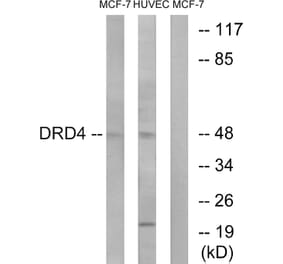 Western Blot - Anti-DRD4 Antibody (G079) - Antibodies.com