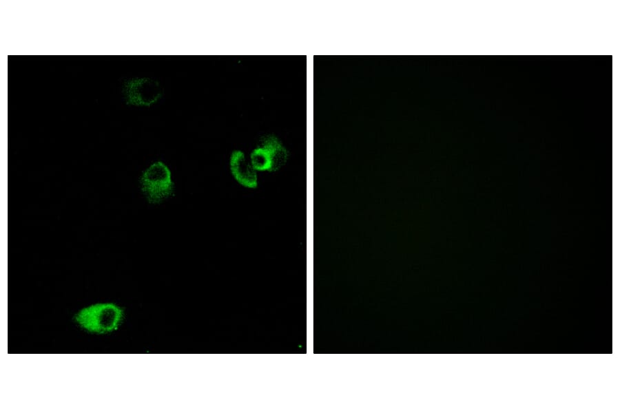 Immunofluorescence - Anti-DRD4 Antibody (G079) - Antibodies.com