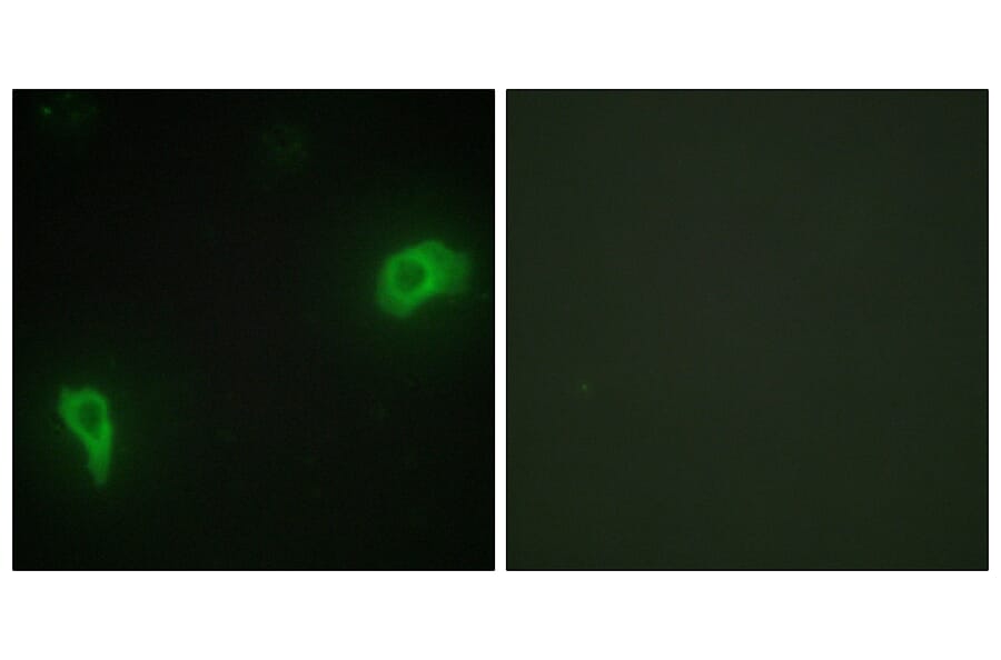 Immunofluorescence - Anti-DOK7 Antibody (C11148) - Antibodies.com
