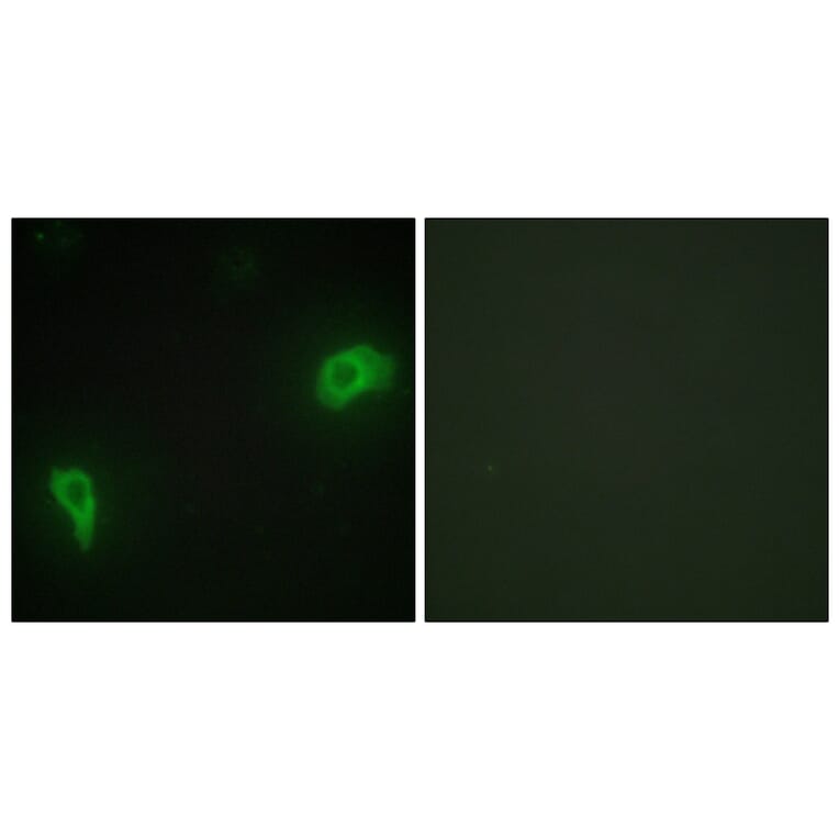 Immunofluorescence - Anti-DOK7 Antibody (C11148) - Antibodies.com