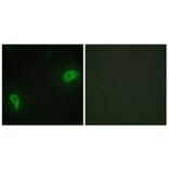 Immunofluorescence - Anti-DOK7 Antibody (C11148) - Antibodies.com