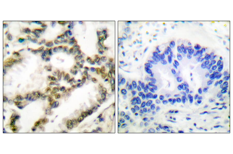 Immunohistochemistry - Anti-DJ-1 Antibody (C0172) - Antibodies.com