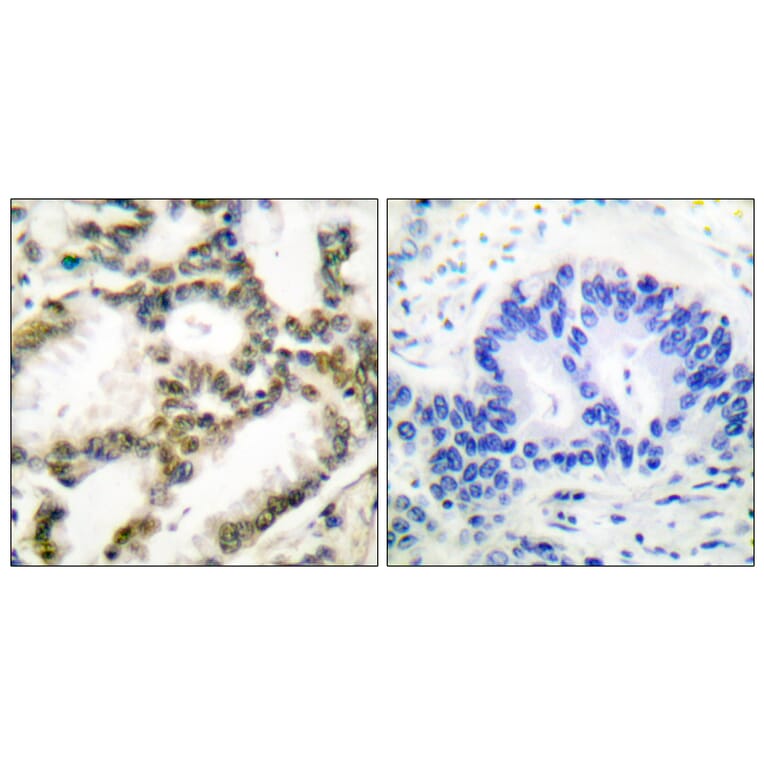 Immunohistochemistry - Anti-DJ-1 Antibody (C0172) - Antibodies.com