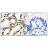 Immunohistochemistry - Anti-DJ-1 Antibody (C0172) - Antibodies.com