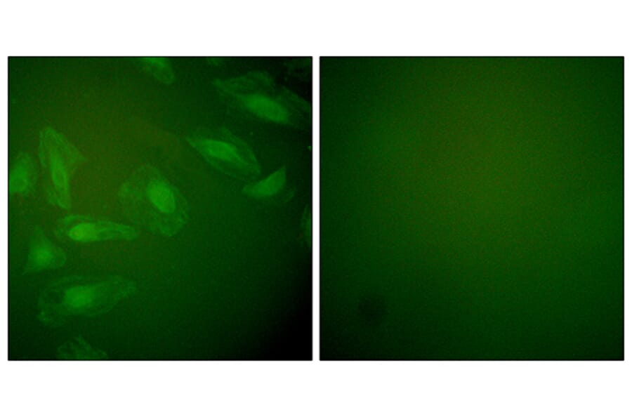 Immunofluorescence - Anti-DJ-1 Antibody (C0172) - Antibodies.com