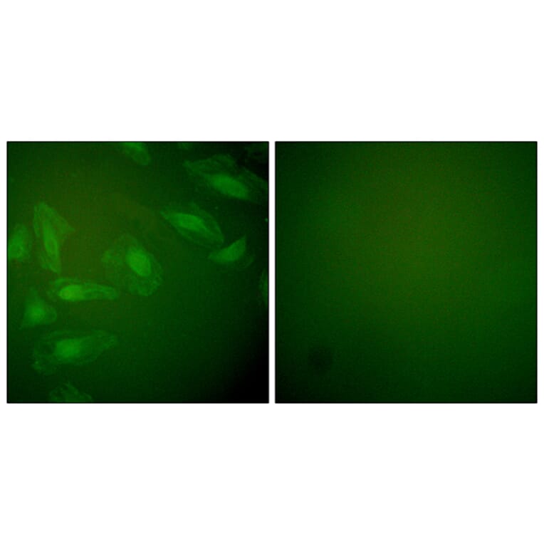 Immunofluorescence - Anti-DJ-1 Antibody (C0172) - Antibodies.com