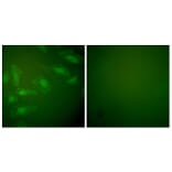 Immunofluorescence - Anti-DJ-1 Antibody (C0172) - Antibodies.com