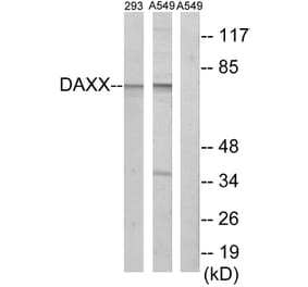 Western Blot - Anti-DAXX Antibody (C13039) - Antibodies.com