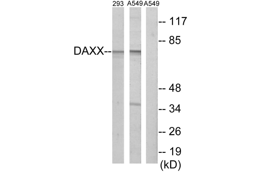 Western Blot - Anti-DAXX Antibody (C13039) - Antibodies.com