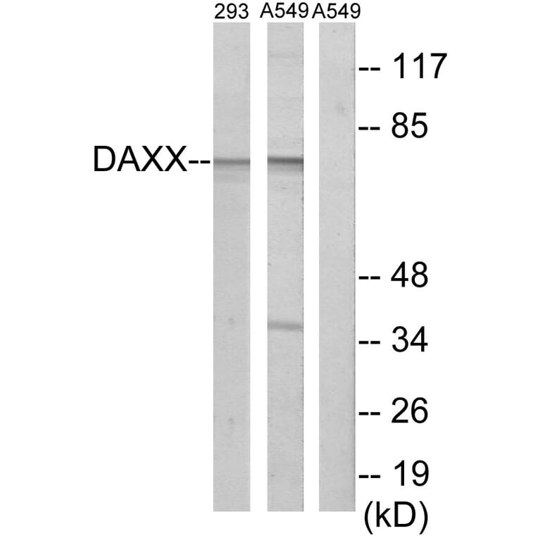 Western Blot - Anti-DAXX Antibody (C13039) - Antibodies.com