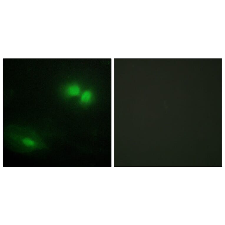 Immunofluorescence - Anti-DAXX Antibody (C13039) - Antibodies.com