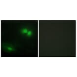 Immunofluorescence - Anti-DAXX Antibody (C13039) - Antibodies.com