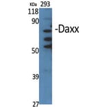 Western Blot - Anti-DAXX Antibody (C13039) - Antibodies.com