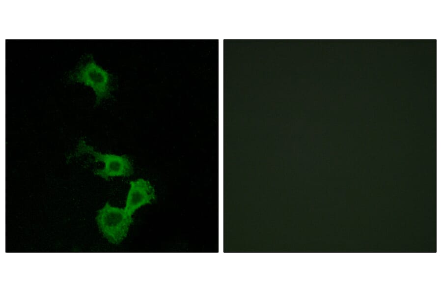 Immunofluorescence - Anti-Dab1 Antibody (B7055) - Antibodies.com