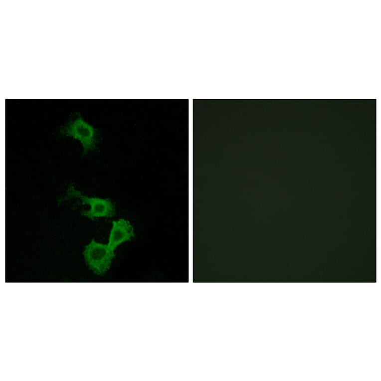 Immunofluorescence - Anti-Dab1 Antibody (B7055) - Antibodies.com