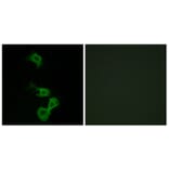 Immunofluorescence - Anti-Dab1 Antibody (B7055) - Antibodies.com