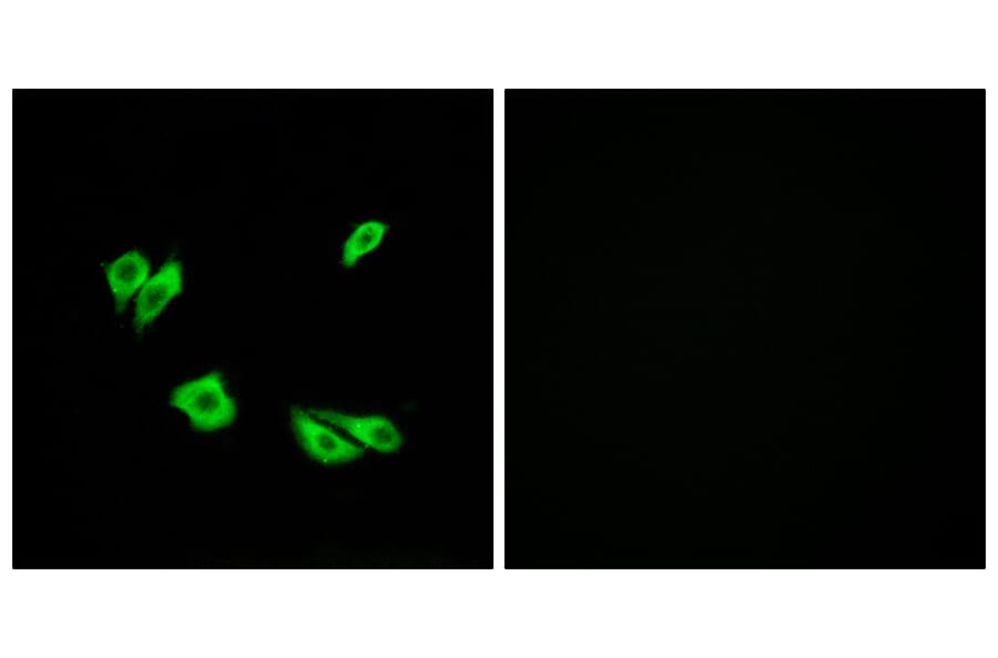 Immunofluorescence - Anti-Dab1 Antibody (B7054) - Antibodies.com