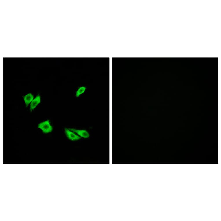 Immunofluorescence - Anti-Dab1 Antibody (B7054) - Antibodies.com