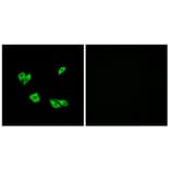 Immunofluorescence - Anti-Dab1 Antibody (B7054) - Antibodies.com