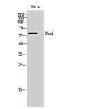 Western Blot - Anti-Dab1 Antibody (B7054) - Antibodies.com