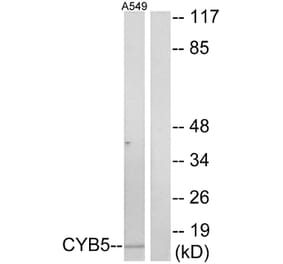 Western Blot - Anti-CYB5 Antibody (C13038) - Antibodies.com