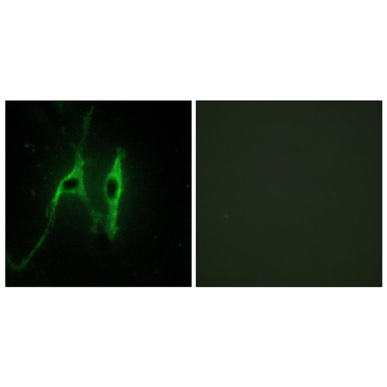Immunofluorescence - Anti-CYB5 Antibody (C13038) - Antibodies.com