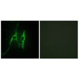 Immunofluorescence - Anti-CYB5 Antibody (C13038) - Antibodies.com