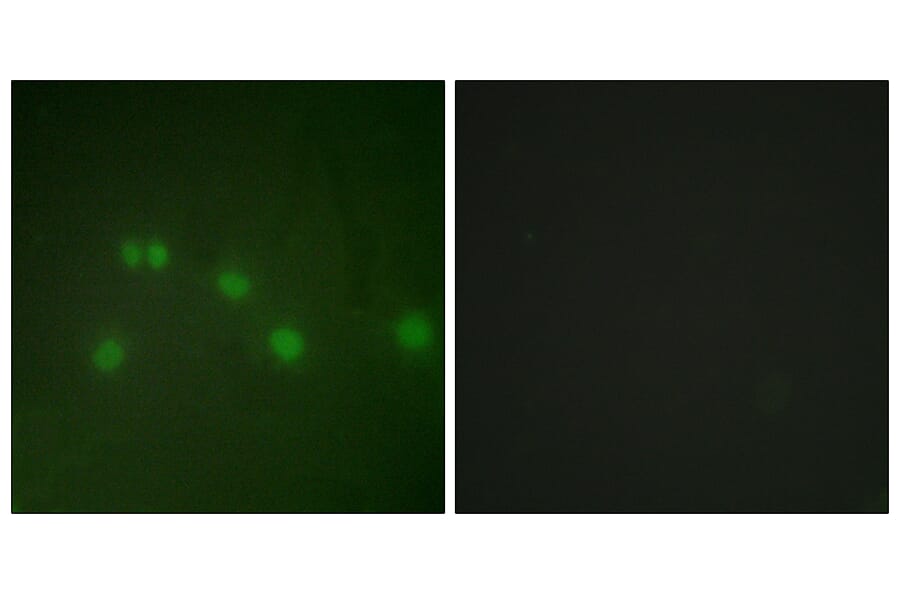 Immunofluorescence - Anti-COT2 Antibody (C10471) - Antibodies.com