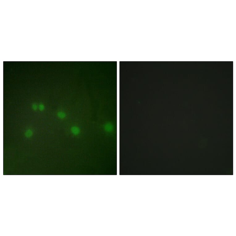 Immunofluorescence - Anti-COT2 Antibody (C10471) - Antibodies.com