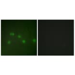 Immunofluorescence - Anti-COT2 Antibody (C10471) - Antibodies.com