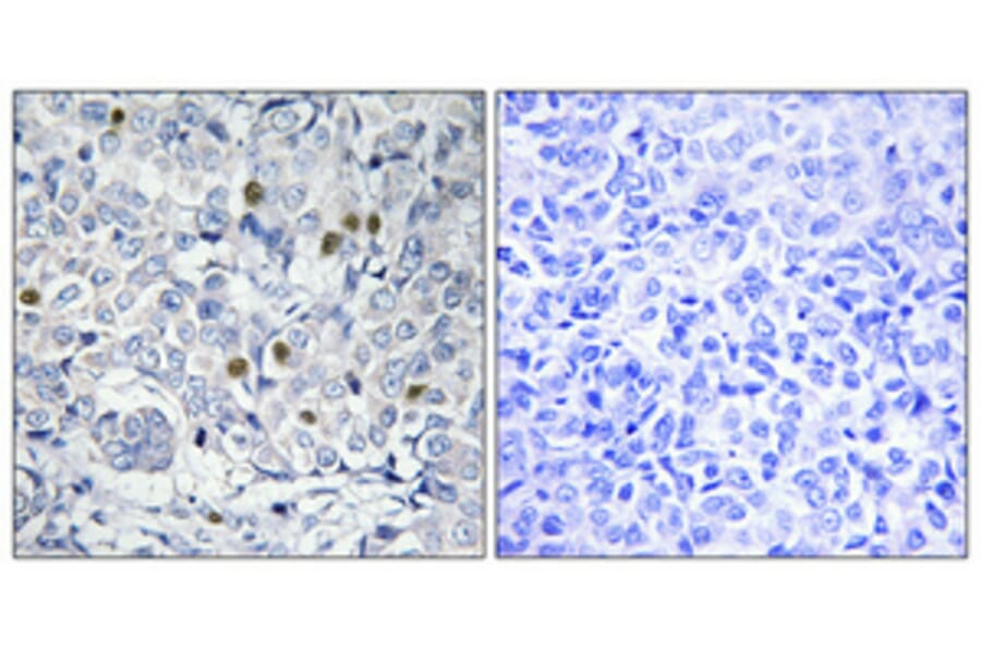 Immunohistochemistry - Anti-COT2 Antibody (C10471) - Antibodies.com