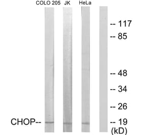 Western Blot - Anti-CHOP Antibody (B0863) - Antibodies.com