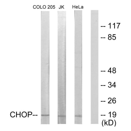 Western Blot - Anti-CHOP Antibody (B0863) - Antibodies.com
