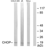 Western Blot - Anti-CHOP Antibody (B0863) - Antibodies.com